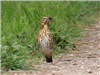 Song Thrush