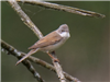 Whitethroat