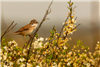 Whitethroat