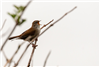 Cetti's Warbler