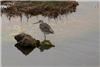 Spotted Redshank