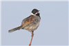 Reed Bunting