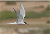 Common Tern