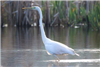 Great White Egret