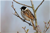 Reed Bunting