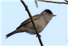 Blackcap