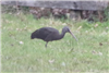 Glossy Ibis