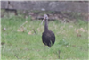 Glossy Ibis