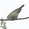 Willow Warbler