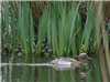 Garganey