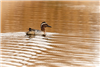 Garganey