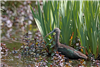 Glossy Ibis