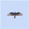 Honey-buzzard