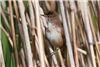 Reed Warbler