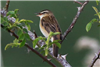 Sedge Warbler