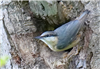 Nuthatch