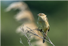 Sedge Warbler