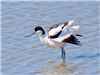 Avocet