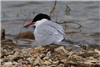 Common Tern