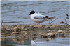 Little Gull