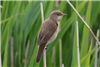 Reed Warbler