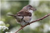 Whitethroat