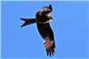 Red Kite