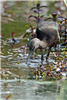 Glossy Ibis