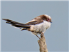 Long-tailed Tit