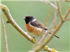 Stonechat