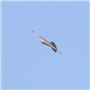 Honey-buzzard