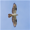 Honey-buzzard