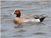 Wigeon