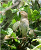 Chiffchaff