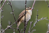 Sedge Warbler