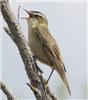 Sedge Warbler