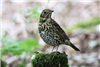 Song Thrush