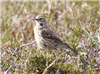 Meadow Pipit