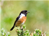 Stonechat