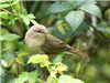 Chiffchaff