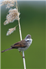 Whitethroat