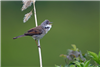 Whitethroat