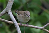 Garden Warbler