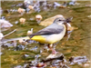 Grey Wagtail