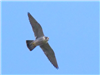 Peregrine