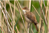 Reed Warbler