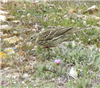 Tree Pipit