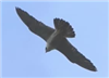Photo of Peregrine. Taken by Robin Pearce.