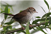 Cetti's Warbler