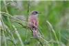 Whitethroat